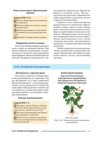 47
Учись использовать биологические
термины
Задания №№ 9–12
Назови общие признаки семейства
Крестоцветные.
Какие особенности имеют сорные
крестоцветные?
Какие представители крестоцвет
ных являются культурными растени
ями?
Выпишивсловарьновыетермины.
Подведение итогов и выводы
Растения семейства Крестоцветные
легко узнать по строению цветка. Они
имеют двойной околоцветник: 4 чаше
листика и 4 лепестка, расположенных
крестообразно.Венчикчащебелыйили
жёлтый. Тычинок 6, из которых 2 – бо
лее короткие. Один пестик. Цветки со
браны в соцветие кисть. Плоды –
стручки или стручочки. Травянистые,
чаще однолетние и двулетние, но есть
и многолетние растения.
Сорняки этого семейства быстро
разрастаются из множества образо
ванных семян, цветут долго, иногда
дают несколько поколений за сезон.
Взрослые растения и семена могут зи
мовать. Неприхотливы, могут расти
на плодородной почве и на пустырях.
Среди крестоцветных есть лекар
ственные растения, декоративные,
овощные и технические (масличные)
культуры.
Чтобы определить незнакомое ра
стение, используют специальные таб
лицы. Определяют растения по стро
ению цветка, плода, вегетативных
органов.
§ 45. Семейство Розоцветные
Познакомься с задачами урока
Растения семейства Розоцветные
очень разнообразны по строению. Что
же объединяет их в одно семейство?
Какие розоцветные – культурные рас
тения, как их использует человек? На
этом уроке тебе предстоит ответить на
эти вопросы, а также выполнить лабо
раторную работу по изучению строе
ния шиповника.
Повтори изученное ранее
Задания №№ 1–3
Вспомни, каким бывает строение
листа (что такое прилистники, пери
стые листья, тройчатые листья)?
Что такое настоящий плод? Какие
плоды называют ложными?
Какой плод называется орешком,
яблоком, земляничиной, костянкой и
многокостянкой?
Освой новый материал
Царство Растения (Plantae)
Отдел Цветковые (Magnoliophyta)
Класс Двудольные (Dicotyledones)
Семейство Розоцветные (Rosaceae)
Рис. 45.1. Систематическое положение
розоцветных
§ 45. Семейство Розоцветные
 