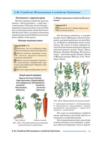 51
§ 46. Семейство Мотыльковые и семейство Зонтичные
Познакомься с задачами урока
Почему одному семейству дали на
звание «мотыльковые», а другому –
«зонтичные»? Почему мотыльковые –
хорошие соседи для всех культур? Мо
жет ли растительная пища быть бога
той белком? Есть ли среди зонтичных
ядовитые растения? Ответы на эти воп
росы найди в ходе урока.
Повтори изученное ранее
Задания №№ 1–4
Вспомни, что за клубеньки обра
зуются на корнях гороха или фасоли?
Какое соцветие называют голов
кой, кистью, простым зонтиком,
сложным зонтиком?
Какие листья называют перисты
ми, пальчатыми, тройчатыми, про
стыми рассечёнными? Приведи при
меры растений.
Длячегогорохунеобходимыусики?
Освой новый материал
Царство Растения (Plantae)
Отдел Цветковые (Magnoliophyta)
Класс Двудольные (Dicotyledones)
Семейство Семейство
Мотыльковые Зонтичные
(Fabaceae) (Apiaceae)
Рис. 46.1. Систематическое положение
мотыльковых и зонтичных
1. Общие признаки семейства Мотыль
ковые
Задание № 5
Прочитай текст. Найди общие при
знаки мотыльковых.
Это большое семейство, в которое
входят около 400 родов и более 9 тыс.
видов, распространённых по всей Зем
ле, особенно в умеренном поясе и тро
пиках. На лугах и полях средней по
лосы России можно встретить предста
вителей разных родов: Чина, Вика,
Донник, Клевер, Люцерна. На полях и
садах – растения родов Люпин, Белая
и Жёлтая акация; Фасоль, Соя, Чече
вица, Горох.
Рис. 46.2. Представители мотыльковых:
1–люпинмноголистный,2–сояобыкновенная,
3–чиналуговая,4–чинапосевная,5–горошек
мышиный, 6 – вика посевная, 7 – арахис куль
турный, 8 – донник белый
Это одно из важнейших семейств
среди цветковых растений вместе со
злаками и сложноцветными.
Этоитравы(однолетние,двулетние
и многолетние), и кустарники, и дере
вья. Листья очерёдные, часто с прили
§ 46. Семейство Мотыльковые и семейство Зонтичные
 