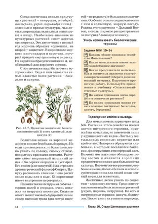 54
Среди зонтичных немало культур
ных растений – петрушка, сельдерей,
пастернак, укроп, кориандр (кинза) –
зеленные и пряные культуры, чьи ли
стья, корнеплоды или плоды использу
ют в пищу. Наибольшее значение из
культурных растений имеет морковь
культурная. Это двулетник: в первый
год морковь образует корнеплод, на
второй – зацветает. В корнеплоде мор
кови много сахаров и каротина, кото
рый придаёт ему оранжевую окраску.
Из каротина образуется витамин А, не
обходимый для хорошего зрения.
С зонтичными надо быть очень ос
торожными. Ведь к ним относятся са
мые ядовитые наши растения – боли
голов и цикута.
Рис. 46.7. Ядовитые зонтичные: болиго
лов пятнистый (1) и вех ядовитый, или
цикута (2)
Болиголов похож на хороший ме
донос и вполне безобидный купырь. Но
если присмотреться, то болиголов лег
ко узнать по голому, сизому стеблю,
покрытому красными пятнами. Расте
ние имеет неприятный мышиный за
пах. Это сорняк огородов и пустырей.
Его соком (а не цикутой) был отравлен
древнегреческий философ Сократ. Ци
куту распознать сложнее – она растёт
около воды или в воде. Её корневище
имеет внутренние перегородки.
Ядовитатакжепетрушкасобачья–
сорняк полей и огородов, очень похо
жая на петрушку посевную. Сильные
ожогиможетвызватьборщевикСоснов
ского: высокая трава (два метра высо
той – не редкость) с большими соцвети
ями.Особенноопасносоприкосновение
с ним в солнечную, жаркую погоду.
Родина этого растения – Дальний Вос
ток, а столь широкое распространение
он получил благодаря человеку.
Учись использовать биологические
термины
Задания №№ 10–14
Каковы общие признаки семей
ства Мотыльковые?
Какие мотыльковые имеют важ
ное хозяйственное значение?
Какие представители мотылько
вых и зонтичных являются культур
ными растениями? Соберите дополни
тельный материал. Подготовьте про
ектную работу. Используйте прило
жение к учебнику «Сельскохозяй
ственные культуры».
По каким признакам легко опре
делить зонтичные растения?
По каким признакам можно уз
нать опасные зонтичные: болиголов,
цикуту, борщевик?
Подведение итогов и выводы
Для мотыльковых характерен плод
боб. Растения этого семейства имеют
цветок интересного строения, похо
жий на мотылька, но заметен он лишь
у крупноцветных видов. Листья у мо
тыльковых сложные: перистые или
тройчатые. На корнях образуются клу
беньки, в которых поселяются бакте
рии, фиксирующие атмосферный азот.
Поэтому мотыльковые обогащают по
чву азотом и являются хорошими
предшественниками для большинства
культур. Поэтому же все растения, осо
бенно семена, богаты белком и исполь
зуются как пища для людей и как цен
ный корм для животных.
Зонтичные легко узнать по соцве
тию – сложномузонтику.Средизонтич
ныхмногосъедобныхполезныхрастений
(укроп, морковь, петрушка). Но есть и
смертоносные сорняки: цикута, болиго
лов.Важноуметьихузнаватьвприроде.
Глава 10. Отдел Цветковые растения
 