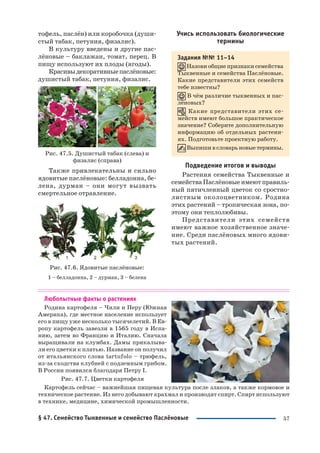 57
тофель, паслён) или коробочка (души
стый табак, петуния, физалис).
В культуру введены и другие пас
лёновые – баклажан, томат, перец. В
пищу используют их плоды (ягоды).
Красивыдекоративныепаслёновые:
душистый табак, петуния, физалис.
Рис. 47.5. Душистый табак (слева) и
физалис (справа)
Также привлекательны и сильно
ядовитые паслёновые: белладонна, бе
лена, дурман – они могут вызвать
смертельное отравление.
Рис. 47.6. Ядовитые паслёновые:
1 – белладонна, 2 – дурман, 3 – белена
Учись использовать биологические
термины
Задания №№ 11–14
Назови общие признаки семейства
Тыквенные и семейства Паслёновые.
Какие представители этих семейств
тебе известны?
В чём различие тыквенных и пас
лёновых?
Какие представители этих се
мейств имеют большое практическое
значение? Соберите дополнительную
информацию об отдельных растени
ях. Подготовьте проектную работу.
Выпишивсловарьновыетермины.
Подведение итогов и выводы
Растения семейства Тыквенные и
семейства Паслёновые имеют правиль
ный пятичленный цветок со сростно
листным околоцветником. Родина
этих растений – тропическая зона, по
этому они теплолюбивы.
Представители этих семейств
имеют важное хозяйственное значе
ние. Среди паслёновых много ядови
тых растений.
Любопытные факты о растениях
Родина картофеля – Чили и Перу (Южная
Америка), где местное население использует
его в пищу уже несколько тысячелетий. В Ев
ропу картофель завезли в 1565 году в Испа
нию, затем во Францию и Италию. Сначала
выращивали на клумбах. Дамы прикалыва
ли его цветки к платью. Название он получил
от итальянского слова tartufolo – трюфель,
из за сходства клубней с подземным грибом.
В России появился благодаря Петру I.
Рис. 47.7. Цветки картофеля
Картофель сейчас – важнейшая пищевая культура после злаков, а также кормовое и
техническое растение. Из него добывают крахмал и производят спирт. Спирт используют
в технике, медицине, химической промышленности.
§ 47. Семейство Тыквенные и семейство Паслёновые
 