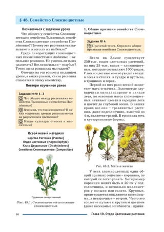 58
§ 48. Семейство Сложноцветные
Познакомься с задачами урока
Что общего у семейства Сложноц
ветные и семейства Тыквенные, семей
ства Сложноцветные и семейства Пас
лёновые? Почему эти растения так на
зывают и много ли их на Земле?
Среди дикорастущих сложноцвет
ных самые известные и любимые – ва
силькииромашки.Ноумеешьлитыих
различать?Вселивасильки–голубые?
Точно ли на ромашках мы гадаем?
Ответим на эти вопросы на данном
уроке, а также узнаем, какие растения
относятся к этому семейству.
Повтори изученное ранее
Задания №№ 1–3
Что общего между растениями се
мейства Тыквенные и семейства Пас
лёновые?
Вспомни, что такое соцветия? В ка
ких соцветиях цветки располагаются
на разросшемся цветоложе?
Какие культуры относят к мас
личным?
Освой новый материал
Царство Растения (Plantae)
Отдел Цветковые (Magnoliophyta)
Класс Двудольные (Dicotyledones)
Семейство Сложноцветные (Compositae)
Рис. 48.1. Систематическое положение
сложноцветных
1. Общие признаки семейства Слож
ноцветные
Задание № 4
Прочитай текст. Определи общие
признаки семейства Сложноцветные.
Всего на Земле существует
250 тыс. видов цветковых растений,
из них 25 тыс. видов – сложноцвет
ные, которые составляют 1000 родов.
Сложноцветные можно увидеть везде:
в лесах и степях, в тундре и пустыне,
в тропиках и горах.
Первой из них рано весной зацве
тает мать и мачеха. Золотистые оду
ванчики сигнализируют о начале
лета, но основная масса сложноцвет
ных начинает цвести в середине лета
и цветёт до глубокой осени. В наших
краях все они – травянистые расте
ния, даже подсолнечник, высотой до
4 м, является травой. В тропиках есть
и кустарниковые формы.
Рис. 48.2. Мать и мачеха
У всех сложноцветных один об
щий признак: соцветие – корзинка, по
которой их легко узнать. Хотя размер
корзинки может быть и 30 см у под
солнечника, и несколько миллимет
ров у полыни или салата. Крупные,
яркие соцветия опыляются насекомы
ми, а невзрачные – ветром. Часто это
соцветие путают с крупным цветком
(даже насекомые ошибаются – прини
Глава 10. Отдел Цветковые растения
 