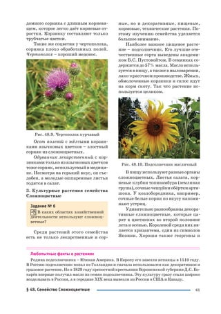 61
домного сорняка с длинным корневи
щем, которое легко даёт корневые от
ростки. Корзинку составляют только
трубчатые цветки.
Такие же соцветия у чертополоха,
сорняка плохо обработанных полей.
Чертополох – хороший медонос.
Рис. 48.9. Чертополох курчавый
Осот полевой с жёлтыми корзин
ками язычковых цветков – злостный
сорняк из сложноцветных.
Одуванчик лекарственный с кор
зинками только из язычковых цветков
тоже сорняк, используемый в медици
не. Несмотря на горький вкус, он съе
добен, а молодые ошпаренные листья
годятся в салат.
3. Культурные растения семейства
Сложноцветные
Задание № 6
В каких областях хозяйственной
деятельности используют сложноц
ветные?
Среди растений этого семейства
есть не только лекарственные и сор
ные, но и декоративные, пищевые,
кормовые, технические растения. По
этому изучению семейства уделяется
большое внимание.
Наиболее важное пищевое расте
ние – подсолнечник. Его лучшие оте
чественные сорта выведены академи
ком В.С. Пустовойтом. В семянках со
держитсядо57%масла.Маслоисполь
зуется в пищу, а также в мыловарении,
лако красочном производстве. Жмых,
обмолоченные корзинки и силос идут
на корм скоту. Так что растение ис
пользуется целиком.
Рис. 48.10. Подсолнечник масличный
В пищу используют разные органы
сложноцветных. Листья салата, кор
невые клубни топинамбура (земляная
груша), сочные чешуйки обёртки арти
шока. У козлобородника, например,
сочные белые корни по вкусу напоми
нают устриц.
Удивительно разнообразны декора
тивные сложноцветные, которые ца
рят в цветниках во второй половине
лета и осенью. Королевой среди них яв
ляется хризантема, один из символов
Японии. Хороши также георгины и
Любопытные факты о растениях
Родина подсолнечника – Южная Америка. В Европу его завезли испанцы в 1510 году.
В Россию подсолнечник попал из Голландии и сначала использовался как декоративное и
грызовое растение. Но в 1829 году крепостной крестьянин Воронежской губернии Д.С. Бо
карёв впервые получил масло из семян подсолнечника. Эту культуру сразу стали широко
возделывать в России, а в середине XIX века вывезли из России в США и Канаду.
§ 48. Семейство Сложноцветные
 