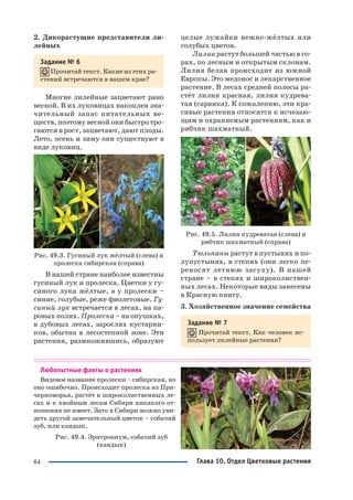 64
2. Дикорастущие представители ли
лейных
Задание № 6
Прочитай текст. Какие из этих ра
стений встречаются в вашем крае?
Многие лилейные зацветают рано
весной. В их луковицах накоплен зна
чительный запас питательных ве
ществ, поэтому весной они быстро тро
гаются в рост, зацветают, дают плоды.
Лето, осень и зиму они существуют в
виде луковиц.
Рис. 49.3. Гусиный лук жёлтый (слева) и
пролеска сибирская (справа)
В нашей стране наиболее известны
гусиный лук и пролеска. Цветки у гу
синого лука жёлтые, а у пролески –
синие, голубые, реже фиолетовые. Гу
синый лук встречается в лесах, на па
ровых полях. Пролеска – на опушках,
в дубовых лесах, зарослях кустарни
ков, обычна в лесостепной зоне. Эти
растения, размножившись, образуют
целые лужайки нежно жёлтых или
голубых цветов.
Лилии растут большей частью в го
рах, по лесным и открытым склонам.
Лилия белая происходит из южной
Европы. Это медонос и лекарственное
растение. В лесах средней полосы ра
стёт лилия красная, лилия кудрева
тая (саранка). К сожалению, эти кра
сивые растения относятся к исчезаю
щим и охраняемым растениям, как и
рябчик шахматный.
Рис. 49.5. Лилия кудреватая (слева) и
рябчик шахматный (справа)
Тюльпаны растут в пустынях и по
лупустынях, в степях (они легко пе
реносят летнюю засуху). В нашей
стране – в степях и широколиствен
ных лесах. Некоторые виды занесены
в Красную книгу.
3. Хозяйственное значение семейства
Задание № 7
Прочитай текст. Как человек ис
пользует лилейные растения?
Любопытные факты о растениях
Видовое название пролески – сибирская, но
оно ошибочно. Происходит пролеска из При
черноморья, растёт в широколиственных ле
сах и к хвойным лесам Сибири никакого от
ношения не имеет. Зато в Сибири можно уви
деть другой замечательный цветок – собачий
зуб, или кандык.
Рис. 49.4. Эритрониум, собачий зуб
(кандык)
Глава 10. Отдел Цветковые растения
 