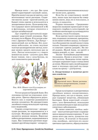 65
Прежде всего – это лук. Все луки
имеют характерный «луковый» запах.
Причём пахнут как раз не цветки, а все
вегетативные части растения. Соцве
тие многих луков – простой зонтик, он
бывает очень красив и используется в
декоративных целях. Луки ценны тем,
что содержат много витаминов (С и В)
и фитонциды, которые относятся к
группе антибиотиков!
Лук огородный (репчатый) выра
щивают ради сочной луковицы. Про
исходит он из Ирана. В культуре изве
стен с Древнего Египта. Лук батун –
многолетний лук из Китая. Его луко
вицы небольшие, но очень вкусные
толстые цилиндрические листья, кото
рые можно срезать несколько раз за
лето. Листья используют и у самого
нежного из луков – шнитт лука. Они
более тонкие, чем у лука батуна, но
зато появляются рано весной.
Рис. 49.6. Шнитт лук (1) и спаржа ле
карственная (2)
Чеснок родом из Средней Азии. Его
луковица состоит из отдельных луко
виц деток. Цветки образуются редко.
Вместо них в соцветии развиваются
мелкие луковички. Из дикорастущих
лилейных в пищу используютчеремшу
(лук медвежий).
Спаржа лекарственная – дикорас
тущее растение, но выращивается и в
культуре. Молодые подземные побеги
являются ценным овощем. Взрослые
побегидекоративные,выращиваемыев
садах. Как комнатные растения выра
щиваютдругойвидспаржи–аспарагус.
В комнатном озеленении использу
ют также алоэ, драцену.
Если бы не существовало лилей
ных, наши сады выглядели бы совер
шенно иначе, ведь это и тюльпаны, и
лилии, и гиацинты.
Родина тюльпанов – Средиземно
морье (их название происходит от пер
сидского «тюрбан»), хотя страной, где
особенно интенсивно культивируются
тюльпаны, стала Голландия.
Если цветки тысяч сортов тюльпа
нов, созданных человеком, прекрасны,
но не имеют особого запаха, то гиацин
ты и большинство лилий пахнут очень
сильно. Гиацинт в переводе с греческо
го означает «цветок дождей». На сво
ей родине, Малой Азии, он цветёт в
период дождей, а у нас – весной.
Лилии – ближайшие родственники
тюльпанов. Лилия в искусстве – сим
вол чистоты. Выведены сотни сортов,
которые украшают сады с конца июня
до осени. Многие сорта лилий выращи
вают в теплицах круглый год специ
ально на срезку – для букетов.
4. Лекарственные и ядовитые расте
ния семейства
Задание № 8
Прочитай текст. Какие растения
являются лекарственными, а какие –
опасны и ядовиты?
Среди культурных и декоративных
лилейных немало лекарственных.
Прежде всего, это лук и чеснок, кото
рые содержат вещества, убивающие
бактерии. Всем известный «столет
ник», алоэ древовидный, используют
для заживления ран и при желудочно
кишечных заболеваниях.
Не менее известен ландыш майс
кий – многолетнее растение с корневи
щем и придаточными корнями. У лан
дыша всего два листа, душистое соц
ветие кисть. В отличие от большин
ства лилейных, листочки его около
цветника срастаются, образуя малень
§ 49. Класс Однодольные. Семейство Лилейные
 