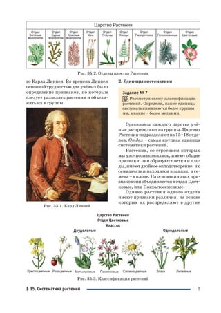 7§ 35. Систематика растений
го Карла Линнея. Во времена Линнея
основной трудностью для учёных было
определение признаков, по которым
следует разделять растения и объеди
нять их в группы.
Рис. 35.1. Карл Линней
2. Единицы систематики
Задание № 7
Рассмотри схему классификации
растений. Определи, какие единицы
систематики являются более крупны
ми, а какие – более мелкими.
Организмы каждого царства учё
ные распределяют на группы. Царство
Растения подразделяют на 15–18 отде
лов. Отдел – самая крупная единица
систематики растений.
Растения, со строением которых
мы уже познакомились, имеют общие
признаки: они образуют цветки и пло
ды, имеют двойное оплодотворение, их
семязачатки находятся в завязи, а се
мена – в плоде. На основании этих при
знаков они объединяются в отдел Цвет
ковые, или Покрытосеменные.
Однако растения одного отдела
имеют признаки различия, на основе
которых их распределяют в другие
Рис. 35.2. Отделы царства Растения
Царство Растения
Отдел Цветковые
Классы:
Двудольные Однодольные
Рис. 35.3. Классификация растений
 