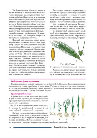 70
На Земном шаре её насчитывается
более20видов.Вземледелииимеютзна
чение два вида: пшеница мягкая и пше
ница твёрдая. Эндосперм в зерновках
мягкой пшеницы рыхлый, мучнистый.
Мягкаяпшеницаменеетребовательнак
почве и более холодостойка, чем твёр
дая.Поэтомуонаширераспространена.
Но эндосперм зерновки твёрдой пшени
цы почти на треть состоит из белка, ко
торый называют клейковиной. Это цен
ная пшеница, из которой получают
муку более высокого качества.
Каждый вид пшеницы имеет много
сортов (всего известно около 4 тыс. сор
тов).Однаковсесортаобладаютобщими
признаками.Пшеница–этооднолетняя
травасостеблемсоломиной.Взависимо
сти от вида и сорта высота стебля колеб
лется от 40 до 100 см. У разных сортов
прикущенииобразуетсяразноеколиче
ство стеблей. Соцветие сложный колос
состоит из простых колосков. В каждом
колоске у разных сортов от 2 до 6 цвет
ков. Ещё в закрытых цветках происхо
дит самоопыление. Чем больше стеблей
на одном растении, чем больше цветков
вколоске,тембольшеобразуетсязерно
вок и тем выше урожай.
Различают озимые и яровые сорта
пшеницы. Яровую пшеницу высевают
весной, а озимую – осенью, с таким
расчётом, чтобы к наступлению холо
дов у молодых растений произошло ку
щение – образование молодых побегов.
Сорта мягкой пшеницы бывают
как яровыми, так и озимыми, а сорта
твёрдой пшеницы – только яровыми.
Из пшеничной муки пекут белый
хлеб, изготавливают различные конди
терскиеизделия,макароны,вермишель
и лапшу, манную и пшеничную крупу.
Рис. 50.9. Рожь:
1 – зерновка, 2 – сложный колос, 3 – колосок
Рожь легко отличить от пшеницы:
её стебель и листья имеют сизую окрас
ку. Серовато жёлтые зерновки более
Любопытные факты о растениях
Под руководством нашего выдающегося учёного Н.И. Вавилова были организованы
экспедиции в самые удалённые уголки мира. Учёные искали центры происхождения
культурных растений. В частности они выяснили, что родиной многих видов пшеницы
является Закавказье, Турция, Ближний Восток.
Практическая биология
В росте и развитии пшеницы выделяют
6 фаз: всходы, кущение, выход в трубку (быс
трый рост прямостоячих побегов),колошение,
цветение, созревание.
Рис. 50.8. Фазы развития яровой пшеницы:
1 – всходы, 2 – третий лист, 3 – кущение, 4 – вы
ход в трубку, 5 – колошение, 6 – созревание
Начало созревания зерновок называют
молочной спелостью: если сильно нажать
на зерновку, то выступает жидкость, по
хожая на молоко. Затем зерновка тверде
ет и желтеет – это восковая спелость, время собирать урожай.
Глава 10. Отдел Цветковые растения
 