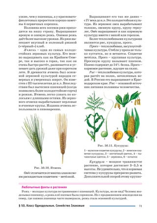 71
узкие, чем у пшеницы, а у красновато
фиолетовых проростков хорошо замет
ны 4 первичных корешка.
Половина всех посевов ржи прихо
дится на нашу страну. Выращивают
яровую и озимую рожь. Озимая рожь
даётболеевысокиеурожаи.Изрживы
пекают вкусный и полезный ржаной
(«чёрный») хлеб.
Ячмень – одна из самых холодо
стойких зерновых культур. Его мож
но выращивать как на Крайнем Севе
ре, так и высоко в горах, так как он
очень быстро растёт, развивается и ус
певает дать урожай даже при коротком
лете. В древности ячмень был основ
ной зерновой культурой народов се
верных и умеренных широт. Он изве
стен с III тысячелетия до н.э. Впослед
ствии был вытеснен пшеницей (когда
появились более холодостойкие сорта)
и рожью. Ячмень легко узнать по ко
лосьям с длинными остями. Из зерно
вого ячменя вырабатывают перловые
и ячневые крупы. Издавна ячмень ис
пользовали в пивоварении.
Рис. 50.10. Ячмень
Овёсотличаетсяотмногихзлаковсво
имраскидистымсоцветием–метёлкой.
Выращивают его так же давно –
сIVвекадон.э.Этохолодостойкаякуль
тура. Из зерновок овса вырабатывают
толокно, овсяную крупу, крупу герку
лес. Овёс выращивают и как кормовую
культуру вместе с викой или горохом.
Более теплолюбивыми культурами
являются рис, кукуруза, просо.
Просо–теплолюбивая,засухоустой
чивая культура. Стебли у проса не толь
ко кустятся, но и ветвятся. Соцветие
метёлка. Просо – крупяная культура.
Просяную крупу называют пшеном.
Пшено содержит до 14% белка. Просо –
кормовое растение, идущее на силос.
Рис–теплолюбиваякультура,кото
рая растёт на полях, затопленных во
дой. В России его выращивают в Крас
нодарском крае. Рис – основной источ
ник питания половины человечества.
Рис. 50.11. Кукуруза:
1–мужскоесоцветиекукурузы,2–женскоесоц
ветие кукурузы, 3 – пестичный цветок, 4 – ты
чиночные цветки, 5 – зерновка, 6 – початок
Кукуруза – мощное травянистое
растение, которое достигает 3–3,5 м
высоты. Неудивительно,чтоикорневая
система у кукурузы прекрасно развита.
Дополнительной опорой этому крупно
Любопытные факты о растениях
Рожь – молодая культура по сравнению с пшеницей. Культура, но не вид! Человек воз
делывал пшеницу, а рожь в её посевах была сорняком. Но с продвижением земледелия на
север, где озимая пшеница часто вымерзала, рожь стала основной культурой.
§ 50. Класс Однодольные. Семейство Злаковые
 