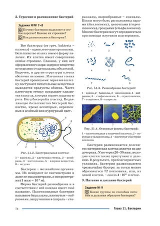 74
2. Строение и размножение бактерий
Задания №№ 7–8
Почему бактерии выделяют в осо
бое царство? Каково их строение?
Как размножаются бактерии?
Все бактерии (от греч. bakteria –
палочка) – одноклеточные организмы.
Большинство из них имеют форму па
лочек. Их клетка имеет совершенно
особое строение. Главное, у них нет
оформленного ядра: ядерное вещество
не отделено от цитоплазмы оболочкой.
Впрочем, и другие структуры клетки
оболочек не имеют. Клеточная стенка
бактерий проницаема: через неё в клет
ку поступают питательные вещества и
выводятся продукты обмена. Часто
клеточную стенку покрывает слизис
тая капсула, которая играет защитную
роль. Нет у бактерий и пластид. Подав
ляющее большинство бактерий бес
цветно, кроме некоторых, окрашен
ных в зелёный или пурпурный цвет.
Рис. 51.2. Бактериальная клетка:
1 – капсула, 2 – клеточная стенка, 3 – мемб
рана, 4 – цитоплазма, 5 – ядерное вещество,
6 – жгутик
Бактерии – мельчайшие организ
мы. Их измеряют не сантиметрами и
даже не миллиметрами, а микрометра
ми (1 мкм = 10 6
м).
Форма бактерий разнообразна и в
соответствии с ней каждая имеет своё
название. Палочковидные бактерии
называют бациллами, изогнутые – виб
рионами, закрученные в спираль –спи
риллами, шарообразные – кокками.
Кокки могут быть расположены пара
ми (диплококки), цепочками (стреп
тококки), гроздьями (стафилококки).
Многие бактерии могут передвигаться
при помощи жгутиков или ворсинок.
Рис. 51.3. Разнообразие бактерий:
1–кокки,2–бациллы,3–диплококки,4–виб
рионы, 5 – стафилококки, 6 – стрептококки,
7 – спирохета, 8 – спирилла
Рис. 51.4. Основные формы бактерий:
1 – палочковидная у кишечной палочки, 2 – ок
руглаяусальмонеллы,3–изогнутаяубактерии
коклюша
Бактерии размножаются делени
ем: материнская клетка делится на две
дочерних. Уже через 20–30 мин. моло
дые клетки также приступают к деле
нию. В результате, при благоприятных
условиях, бактерии размножаются
чрезвычайно быстро: за сутки может
образоваться 72 поколения, или, из
одной клетки, – около 4•1021
клеток.
3. Питание и дыхание бактерий
Задание № 9
Какие группы по способам пита
ния и дыхания образуют бактерии?
Глава 11. Бактерии
 