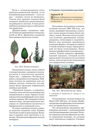 84
Если у лепидодендронов ствол
венчался развесистой кроной, то их
ближайшие родственники – сигилля
рии – наверху почти не ветвились.
Стволы всех древних плаунов были
покрыты правильно расположенны
ми рубцами от листьев. У этих расте
ний была мощная кора и слабо разви
тая древесина.
Древние хвощи – каламиты – име
ли членистые древовидные стволы вы
сотой до 20 м. Древесина каламитов
была развита несколько лучше.
Рис. 53.6. Хвощи каламиты
В каменноугольных лесах, вместе
с папоротниками, хвощами и плауна
ми росли и голосеменные растения.
Среди них – кордаиты. Это были де
ревья, а возможно и кустарники. Най
дены остатки их ланцетных или ли
нейных листьев. Считается, что кор
даиты были предками современных
хвойных растений.
«Травяной покров» в каменноу
гольных лесах состоял из низкорослых
папоротников и мхов. Однако основ
ной растительной формой в этот пери
од были деревья. Их отмершие стволы
падали в воду, где при недостатке кис
лорода не перегнивали полностью и
превращались в каменный уголь.
В конце каменноугольного перио
да началось поднятие суши. Климат
стал более сухим и прохладным. Влаж
ные и пышные леса сместились к эк
ватору. Папоротникообразные начали
вымирать.
4. Развитие голосеменных растений
Задание № 10
Какие особенности голосеменных
позволили им вытеснить папоротни
кообразные?
В условиях засушливого климата,
который начался 280–250 млн. лет
назад, вымирают организмы, отдель
ные этапы жизни которых были свя
заны с водой. Поэтому почти полнос
тью исчезают древовидные лепидо
дендроны, сигиллярии и каламиты.
Вместо них начинают преобладать
наземные формы, которые не зависят
в такой степени от воды. Среди расте
ний это были голосеменные. Очень
важное приобретение голосеменных –
семена. Семена содержат сформиро
ванный зародыш, который долгое
время может находиться в состоянии
покоя, пока не наступят подходящие
для прорастания условия.
Рис. 53.7. Мезозойская эра. Триас
1 – саговник, 2 – беннеттит, 3 – хвощи, 4 – па
поротники
Голосеменные господствовали на
Земле 150–250 млн. лет назад. Наибо
лее распространёнными голосеменны
ми в это время были саговники.
Это вечнозелёные двудомные дре
вовидные растения с колоновидными
или бочонковидными стволами. Остат
ки черешков листьев образуют на ство
ле шершавый панцирь, на котором
могут поселиться эпифиты. Саговни
Глава 12. Развитие растительного мира на Земле
 
