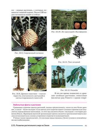 85
ки – первые растения, у которых по
явился главный корень. Около 130 ви
дов саговников живёт и сейчас.
Рис. 53.8. Современный саговник
Рис. 53.9. Древнее гинкговое – глоссоп
терис (1), отпечатки его листьев (3) и
листья современного гинкго (2)
Рис. 53.10. Лес араукарий в Калифорнии
Рис. 53.11. Тисс ягодный
Рис. 53.12. Секвойя
В это же время появились и древ
ние хвойные растения: гинкговые
(включая род Гинкго с одним совре
Любопытные факты о растениях
Сравнивая строение цветка растений, можно предположить, какое из них более древ
нее, а какое – более молодое: если цветок или соцветие имеет сложное строение или опы
ляется определённым насекомым, то этот вид является более «молодым» в истории раз
вития Земли. Примером высокой организации цветка является сростнолепестность (ко
локольчиковые) или сложно устроенное соцветие (сложноцветные).
Учёные также предполагают, что молодые виды связаны с более сухими и освещённы
ми местообитаниями.
§ 53. Развитие растительного мира на Земле
 
