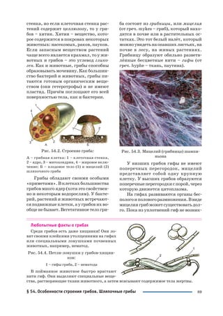 89
стенка, но если клеточная стенка рас
тений содержит целлюлозу, то у гри
бов – хитин. Хитин – вещество, кото
рое содержится в покровах некоторых
животных: насекомых, раков, пауков.
Если запасным веществом растений
чаще всего является крахмал, то у жи
вотных и грибов – это углевод глико
ген. Как и животные, грибы способны
образовывать мочевину. Как большин
ство бактерий и животных, грибы пи
таются готовым органическим веще
ством (они гетеротрофы) и не имеют
пластид. Причём поглощают его всей
поверхностью тела, как и бактерии.
Рис. 54.2. Строение гриба:
А – грибная клетка: 1 – клеточная стенка,
2 – ядро, 3 – митохондрии, 4 – жировое вклю
чение; Б – плодовое тело (1) и мицелий (2)
шляпочного гриба
Грибы обладают своими особыми
«приметами». В клетках большинства
грибов много ядер (хотя это свойствен
но и некоторым водорослям). У бакте
рий, растений и животных встречают
ся подвижные клетки, а у грибов их во
обще не бывает. Вегетативное тело гри
ба состоит из грибницы, или мицелия
(от греч. mykes – гриб), который нахо
дится в почве или в растительных ос
татках. Это тот белый налёт, который
можноувидетьнаопавшихлистьях,на
почве в лесу, на живых растениях.
Грибницу образуют обильно разветв
лённые бесцветные нити – гифы (от
греч. hyphe – ткань, паутина).
Рис. 54.3. Мицелий (грибница) шампи
ньона
У низших грибов гифы не имеют
поперечных перегородок, мицелий
представляет собой одну крупную
клетку. У высших грибов образуются
поперечныеперегородкиспорой,через
которую движется цитоплазма.
На гифах развиваются органы бес
пологоиполовогоразмножения.Ввиде
мицелиягрибможетсуществоватьдол
го. Пока из уплотнений гиф не возник
Любопытные факты о грибах
Среди грибов есть даже хищники! Они ло
вят своими клейкими утолщениями на гифах
или специальными ловушками почвенных
животных, например, нематод.
Рис. 54.4. Петли ловушки у грибов хищни
ков:
1 – гифы гриба, 2 – нематода
В пойманное животное быстро врастают
нити гиф. Они выделяют специальные веще
ства, растворяющие ткани животного, а затем всасывают содержимое тела жертвы.
§ 54. Особенности строения грибов. Шляпочные грибы
 