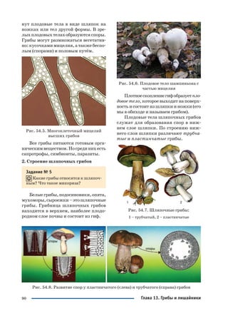 90
нут плодовые тела в виде шляпок на
ножках или тел другой формы. В зре
лыхплодовыхтелахобразуютсяспоры.
Грибы могут размножаться вегетатив
но: кусочками мицелия, а также беспо
лым (спорами) и половым путём.
Рис. 54.5. Многоклеточный мицелий
высших грибов
Все грибы питаются готовым орга
ническимвеществом.Носрединихесть
сапротрофы, симбионты, паразиты.
2. Строение шляпочных грибов
Задание № 5
Какие грибы относятся к шляпоч
ным? Что такое микориза?
Белыегрибы,подосиновики,опята,
мухоморы,сыроежки–этошляпочные
грибы. Грибница шляпочных грибов
находится в верхнем, наиболее плодо
родном слое почвы и состоит из гиф.
Рис. 54.6. Плодовое тело шампиньона с
частью мицелия
Плотноескоплениегифобразуетпло
довое тело, которое выходит на поверх
ность и состоит из шляпки и ножки (его
мы в обиходе и называем грибом).
Плодовые тела шляпочных грибов
служат для образования спор в ниж
нем слое шляпки. По строению ниж
него слоя шляпки различают трубча
тые и пластинчатые грибы.
Рис. 54.7. Шляпочные грибы:
1 – трубчатый, 2 – пластинчатые
Рис. 54.8. Развитие спор у пластинчатого (слева) и трубчатого (справа) грибов
Глава 13. Грибы и лишайники
 