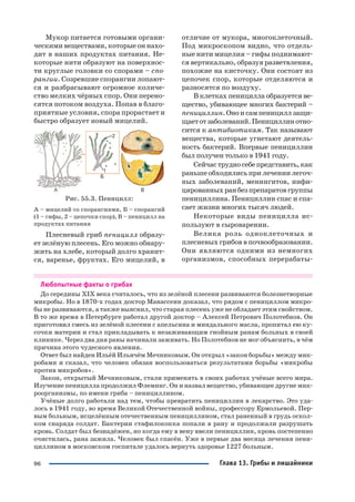 96
Мукор питается готовыми органи
ческими веществами, которые он нахо
дит в наших продуктах питания. Не
которые нити образуют на поверхнос
ти круглые головки со спорами – спо
рангии. Созревшие спорангии лопают
ся и разбрасывают огромное количе
ство мелких чёрных спор. Они перено
сятся потоком воздуха. Попав в благо
приятные условия, спора прорастает и
быстро образует новый мицелий.
Рис. 55.3. Пеницилл:
А – мицелий со спорангиями, Б – спорангий
(1 – гифы, 2 – цепочки спор), В – пеницилл на
продуктах питания
Плесневый гриб пеницилл образу
ет зелёную плесень. Его можно обнару
жить на хлебе, который долго хранит
ся, варенье, фруктах. Его мицелий, в
отличие от мукора, многоклеточный.
Под микроскопом видно, что отдель
ные нити мицелия – гифы поднимают
ся вертикально, образуя разветвления,
похожие на кисточку. Они состоят из
цепочек спор, которые отделяются и
разносятся по воздуху.
В клетках пеницилла образуется ве
щество, убивающее многих бактерий –
пенициллин.Оноисампенициллзащи
щаетотзаболеваний.Пенициллинотно
сится к антибиотикам. Так называют
вещества, которые угнетают деятель
ность бактерий. Впервые пенициллин
был получен только в 1941 году.
Сейчаструдносебепредставить,как
раньше обходились при лечении легоч
ных заболеваний, менингитов, инфи
цированныхранбезпрепаратовгруппы
пенициллина. Пенициллин спас и спа
сает жизни многих тысяч людей.
Некоторые виды пеницилла ис
пользуют в сыроварении.
Велика роль одноклеточных и
плесневых грибов в почвообразовании.
Они являются одними из немногих
организмов, способных перерабаты
Любопытные факты о грибах
До середины XIX века считалось, что из зелёной плесени развиваются болезнетворные
микробы. Но в 1870 х годах доктор Манассеин доказал, что рядом с пенициллом микро
бы не развиваются, а также выяснил, что старая плесень уже не обладает этим свойством.
В то же время в Петербурге работал другой доктор – Алексей Петрович Полотебнов. Он
приготовил смесь из зелёной плесени с апельсина и миндального масла, пропитал ею ку
сочки материи и стал прикладывать к незаживающим гнойным ранам больных в своей
клинике. Через два дня раны начинали заживать. Но Полотебнов не мог объяснить, в чём
причина этого чудесного явления.
Ответ был найден Ильёй Ильичём Мечниковым. Он открыл «закон борьбы» между мик
робами и сказал, что человек обязан воспользоваться результатами борьбы «микробы
против микробов».
Закон, открытый Мечниковым, стали применять в своих работах учёные всего мира.
Изучение пеницилла продолжил Флеминг. Он и назвал вещество, убивающее другие мик
роорганизмы, по имени гриба – пенициллином.
Учёные долго работали над тем, чтобы превратить пенициллин в лекарство. Это уда
лось в 1941 году, во время Великой Отечественной войны, профессору Ермольевой. Пер
вым больным, исцелённым отечественным пенициллином, стал раненный в грудь оскол
ком снаряда солдат. Бактерии стафилококка попали в рану и продолжали разрушать
кровь. Солдат был безнадёжен, но когда ему в вену ввели пенициллин, кровь постепенно
очистилась, рана зажила. Человек был спасён. Уже в первые два месяца лечения пени
циллином в московском госпитале удалось вернуть здоровье 1227 больным.
Глава 13. Грибы и лишайники
 