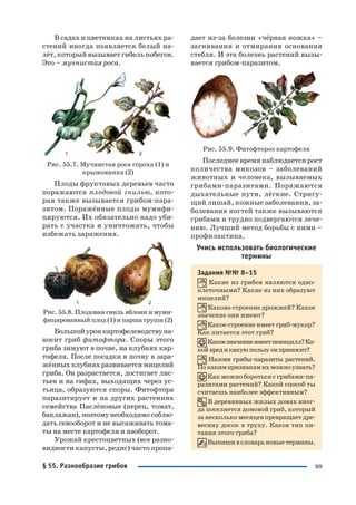 99
В садах и цветниках на листьях ра
стений иногда появляется белый на
лёт, который вызывает гибель побегов.
Это – мучнистая роса.
Рис. 55.7. Мучнистая роса гороха (1) и
крыжовника (2)
Плоды фруктовых деревьев часто
поражаются плодовой гнилью, кото
рая также вызывается грибом пара
зитом. Поражённые плоды мумифи
цируются. Их обязательно надо уби
рать с участка и уничтожать, чтобы
избежать заражения.
Рис. 55.8. Плодовая гниль яблони и муми
фицированный плод (1) и парша груши (2)
Большойуронкартофелеводствуна
носит гриб фитофтора. Споры этого
гриба зимуют в почве, на клубнях кар
тофеля. После посадки в почву в зара
жённых клубнях развивается мицелий
гриба. Он разрастается, достигает лис
тьев и на гифах, выходящих через ус
тьица, образуются споры. Фитофтора
паразитирует и на других растениях
семейства Паслёновые (перец, томат,
баклажан),поэтомунеобходимособлю
дать севооборот и не высаживать тома
ты на месте картофеля и наоборот.
Урожай крестоцветных (все разно
видности капусты, редис) часто пропа
дает из за болезни «чёрная ножка» –
загнивания и отмирания основания
стебля. И эта болезнь растений вызы
вается грибом паразитом.
Рис. 55.9. Фитофтороз картофеля
Последнее время наблюдается рост
количества микозов – заболеваний
животных и человека, вызываемых
грибами паразитами. Поражаются
дыхательные пути, лёгкие. Стригу
щий лишай, кожные заболевания, за
болевания ногтей также вызываются
грибами и трудно подвергаются лече
нию. Лучший метод борьбы с ними –
профилактика.
Учись использовать биологические
термины
Задания №№ 8–15
Какие из грибов являются одно
клеточными? Какие из них образуют
мицелий?
Каково строение дрожжей? Какое
значение они имеют?
Какое строение имеет гриб мукор?
Как питается этот гриб?
Какоезначениеимеетпеницилл?Ка
койвредикакуюпользуонприносит?
Назови грибы паразиты растений.
Покакимпризнакамихможноузнать?
Как можно бороться с грибами па
разитами растений? Какой способ ты
считаешь наиболее эффективным?
В деревянных жилых домах иног
да поселяется домовой гриб, который
за несколько месяцев превращает дре
весину досок в труху. Каков тип пи
тания этого гриба?
Выпишивсловарьновыетермины.
§ 55. Разнообразие грибов
 