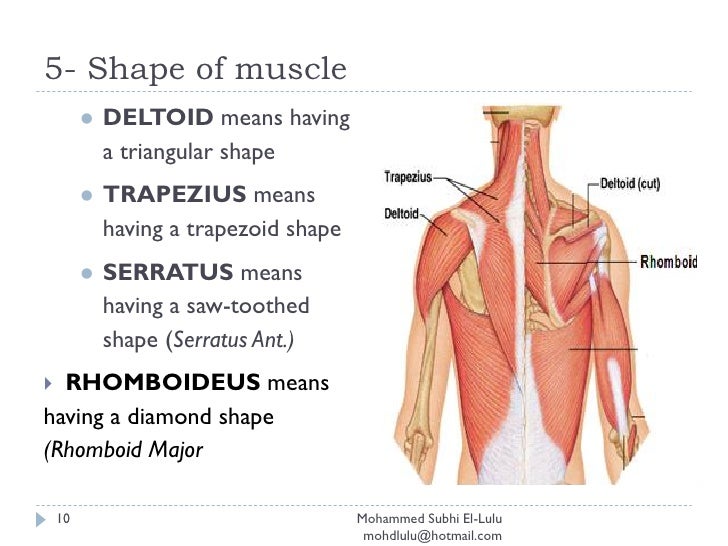Muscular System