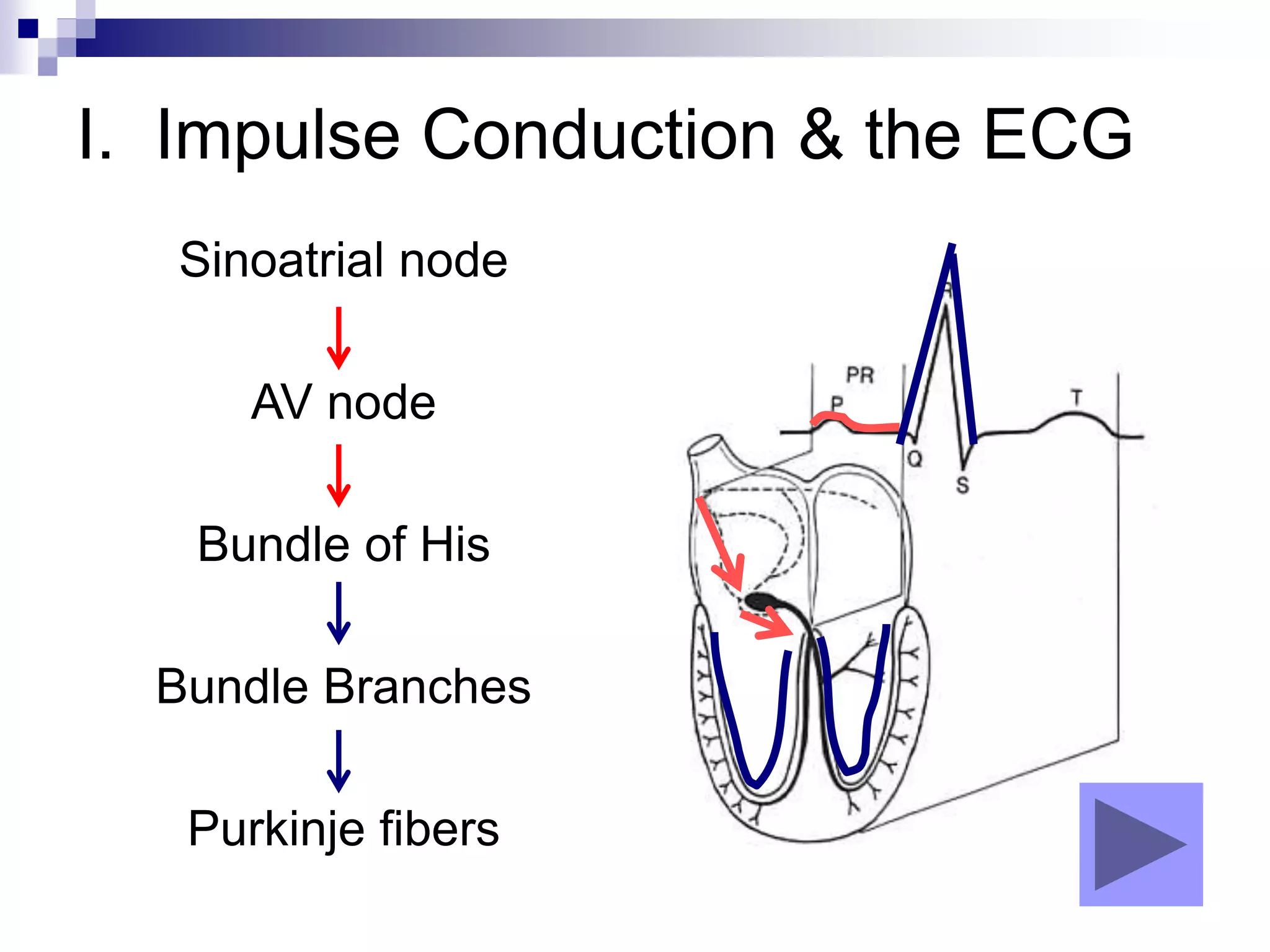 I. Impulse Conduction & the ECG
Sinoatrial node
AV node
Bundle of His
Bundle Branches
Purkinje fibers
 