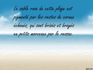 Le sable rose de cette plage est
pigmenté par les restes de coraux
échoués, qui sont brisés et broyés
en petits morceaux par le ressac.
 
