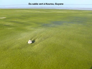 Du sable vert à Kourou, Guyane
 