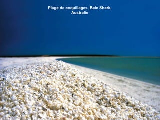 Plage de coquillages, Baie Shark,
Australie
 