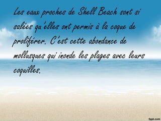 Les eaux proches de Shell Beach sont si
salées qu’elles ont permis à la coque de
proliférer. C’est cette abondance de
mollusques qui inonde les plages avec leurs
coquilles.
 