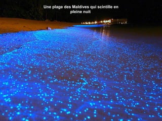Une plage des Maldives qui scintille en
pleine nuit
 