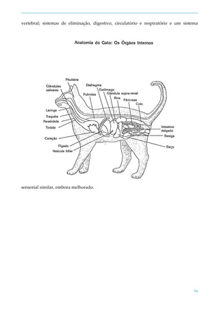 36
vertebral; sistemas de eliminação, digestivo, circulatório e respiratório e um sistema
sensorial similar, embora melhorado.
 