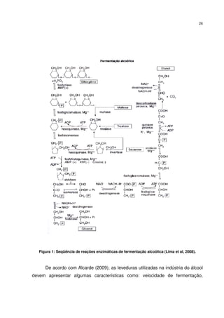 26
Figura 1: Seqüência de reações enzimáticas de fermentação alcoólica (Lima et al, 2008).
De acordo com Alcarde (2009), as leveduras utilizadas na indústria do álcool
devem apresentar algumas características como: velocidade de fermentação,
 
