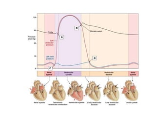 Cardiac Cycle , The cardiac physiology .ppt