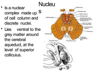 Comprehensive Anatomy and Function of Cranial Nerves III, IV, and VI | PPTX