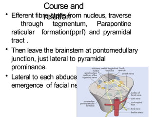Pyramidal Prominence Comprehensive Anatomy and Function of Cranial Nerves III, IV, and VI | PPTX