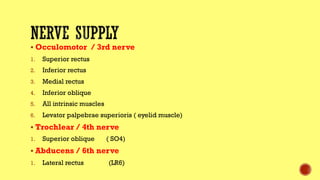 § Occulomotor / 3rd nerve
1. Superior rectus
2. Inferior rectus
3. Medial rectus
4. Inferior oblique
5. All intrinsic muscles
6. Levator palpebrae superioris ( eyelid muscle)
§ Trochlear / 4th nerve
1. Superior oblique ( SO4)
§ Abducens / 6th nerve
1. Lateral rectus (LR6)
 