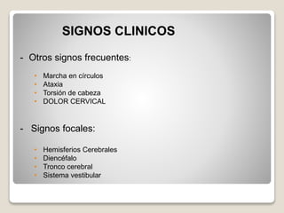 SIGNOS CLINICOS
- Otros signos frecuentes:
• Marcha en círculos
• Ataxia
• Torsión de cabeza
• DOLOR CERVICAL
- Signos focales:
• Hemisferios Cerebrales
• Diencéfalo
• Tronco cerebral
• Sistema vestibular
 