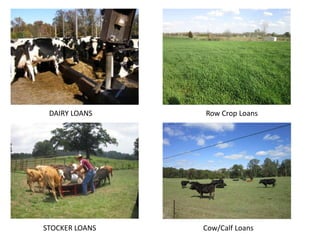 DAIRY LOANS
STOCKER LOANS Cow/Calf Loans
Row Crop Loans
 