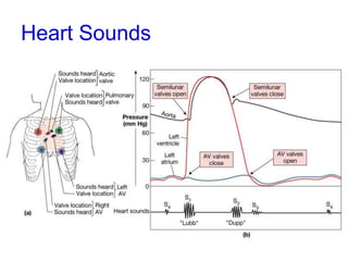 learning_heart_sounds_&_murmurs download.ppt