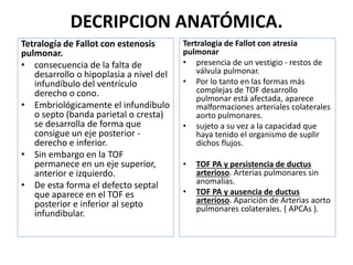 DECRIPCION ANATÓMICA.
Tetralogía de Fallot con estenosis
pulmonar.
• consecuencia de la falta de
desarrollo o hipoplasia a nivel del
infundíbulo del ventrículo
derecho o cono.
• Embriológicamente el infundíbulo
o septo (banda parietal o cresta)
se desarrolla de forma que
consigue un eje posterior -
derecho e inferior.
• Sin embargo en la TOF
permanece en un eje superior,
anterior e izquierdo.
• De esta forma el defecto septal
que aparece en el TOF es
posterior e inferior al septo
infundibular.
Tertralogia de Fallot con atresia
pulmonar
• presencia de un vestigio - restos de
válvula pulmonar.
• Por lo tanto en las formas más
complejas de TOF desarrollo
pulmonar está afectada, aparece
malformaciones arteriales colaterales
aorto pulmonares.
• sujeto a su vez a la capacidad que
haya tenido el organismo de suplir
dichos flujos.
• TOF PA y persistencia de ductus
arterioso. Arterias pulmonares sin
anomalias.
• TOF PA y ausencia de ductus
arterioso. Aparición de Arterias aorto
pulmonares colaterales. ( APCAs ).
 