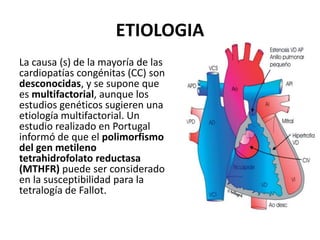 ETIOLOGIA
La causa (s) de la mayoría de las
cardiopatías congénitas (CC) son
desconocidas, y se supone que
es multifactorial, aunque los
estudios genéticos sugieren una
etiología multifactorial. Un
estudio realizado en Portugal
informó de que el polimorfismo
del gen metileno
tetrahidrofolato reductasa
(MTHFR) puede ser considerado
en la susceptibilidad para la
tetralogía de Fallot.
 