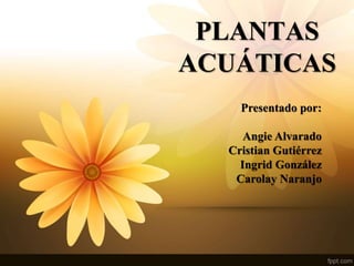 PLANTAS
ACUÁTICAS
Presentado por:
Angie Alvarado
Cristian Gutiérrez
Ingrid González
Carolay Naranjo
 