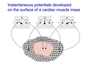 Instantaneous potentials developed
on the surface of a cardiac muscle mass
 