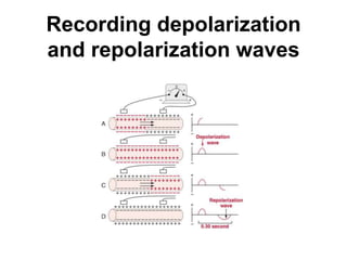 Recording depolarization
and repolarization waves
 