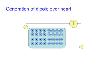+ + + + + + + +
+ + + + + + + +
+ + + + + + + +
+ + + + + + + +
Generation of dipole over heart
 
