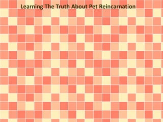 Learning The Truth About Pet Reincarnation
 