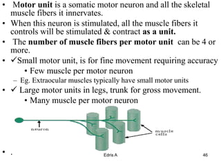 3 4 Autonomic Nervous System and Muscle Physiology (2).ppt