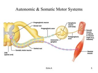 3 4 Autonomic Nervous System and Muscle Physiology (2).ppt