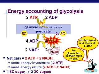 Energy accounting of glycolysis
2 ATP

2 ADP

glucose → → → → →
pyruvate
2x 3C
6C

4 ADP

4 ATP

2 NAD+

2

 Net gain = 2 ATP + 2 NADH



All that work!
And that’s all
I get?
But
glucose has
so much more
to give!

some energy investment (-2 ATP)
small energy return (4 ATP + 2 NADH)

AP Biology
 1 6C sugar → 2 3C sugars

 