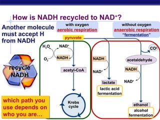 How is NADH recycled to NAD+?
Another molecule
must accept H
from NADH
H2O
O2

recycle
NADH

with oxygen

without oxygen

aerobic respiration

anaerobic respiration
“fermentation”

pyruvate
NAD+
NADH
acetyl-CoA

CO2
NADH
NAD+
lactate

acetaldehyde
NADH
NAD+

lactic acid
fermentation

which path you
use depends on
AP Biology
who you are…

Krebs
cycle

ethanol
alcohol
fermentation

 