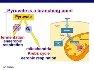 Pyruvate is a branching point
Pyruvate
O2

O2

fermentation
anaerobic
respiration

mitochondria
Krebs cycle
aerobic respiration

AP Biology

 