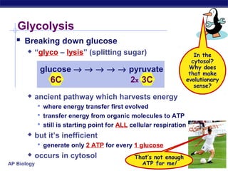 Glycolysis
 Breaking down glucose


“glyco – lysis” (splitting sugar)

glucose → → → → → pyruvate
2x 3C
6C

In the
cytosol?
Why does
that make
evolutionary
sense?



ancient pathway which harvests energy
 where energy transfer first evolved
 transfer energy from organic molecules to ATP
 still is starting point for ALL cellular respiration



but it’s inefficient
 generate only 2 ATP for every 1 glucose



occurs in cytosol

AP Biology

That’s not enough
ATP for me!

 