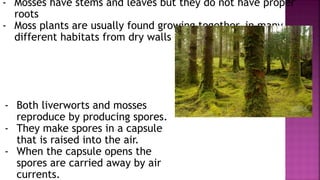 - Mosses have stems and leaves but they do not have proper
roots
- Moss plants are usually found growing together, in many
different habitats from dry walls to damp soil.
- Both liverworts and mosses
reproduce by producing spores.
- They make spores in a capsule
that is raised into the air.
- When the capsule opens the
spores are carried away by air
currents.
 