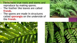 - Ferns have true roots and stems and
reproduce by making spores.
- The feather like leaves are called
fronds.
- The spores are made in structures
called sporangia on the underside of
the fronds.
 