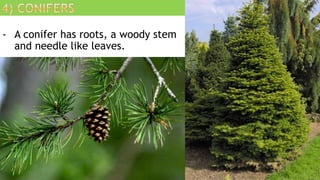 - A conifer has roots, a woody stem
and needle like leaves.
 